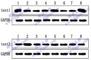 Western Blot